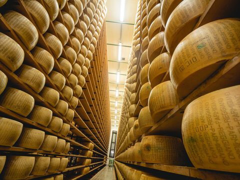 wheels of certified parmesan parmigiano reggiano hard organic cheese made of pastured selected cows in a manufacturing Parma2064 farm storage in Parma Italy 