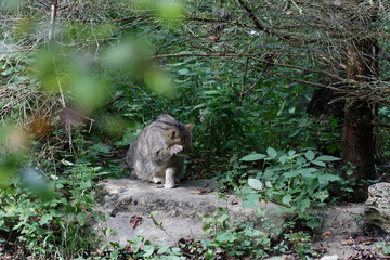 Wildkatze