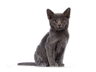 Adorable solid blue Burmese cat kitten, sitting up side ways. Looking straight towards camera. Isolated on a white background.