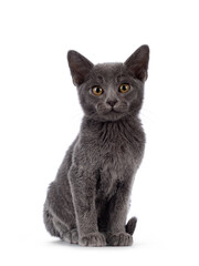 Adorable solid blue Burmese cat kitten, sitting up facing front. Looking straight towards camera. Isolated on a white background.