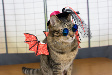 仮装したキジトラ猫