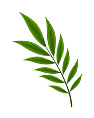 natural branch leaves