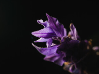 Lavender flower