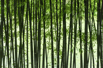 Fototapeta na wymiar Bambous
