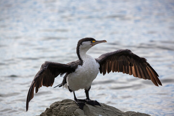 Pied Cormorant (Phalacrocorax varius) on a rocky coastline in New Zeaand