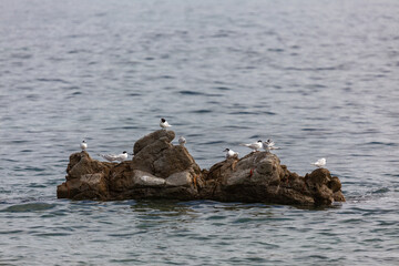 White-fronted Terns (Sterna striata) on a small island