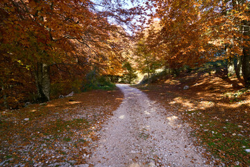 Walking path in the autumn at Monte Livata, Monti Simbruini Natural Regional Park