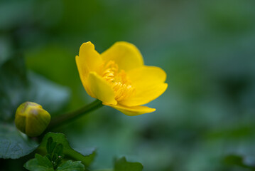 Kwitnąca knieć błotna popularnie kaczeniec. Żółty kwiat na zielonym rozmytym tle.