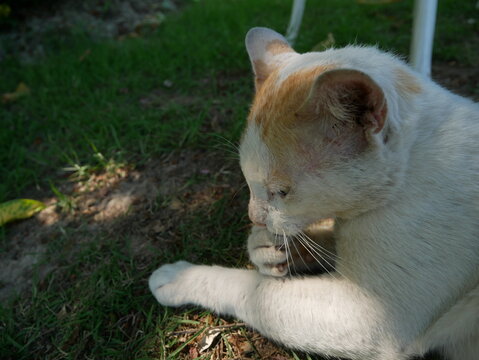 A cute white and bround stray kid that grooming themself on the ground