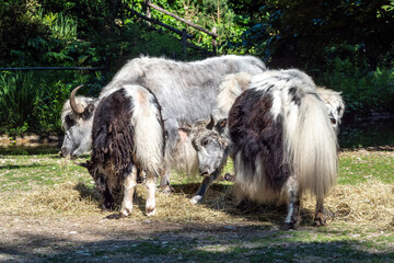 The domestic Yak, Bos mutus grunniens in a park
