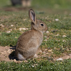 European rabbit, Common rabbit, Oryctolagus cuniculus sitting on a meadow at Munich