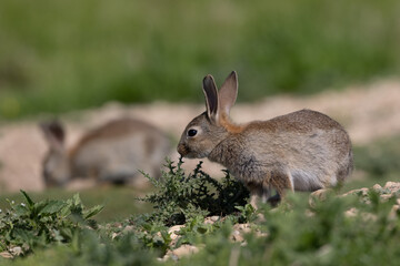 European rabbit, Common rabbit, Oryctolagus cuniculus sitting on a meadow at Munich