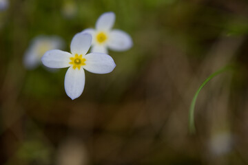 Bluets in a field 