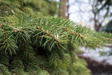 Branches of a Christmas tree closeup  with snow in winter