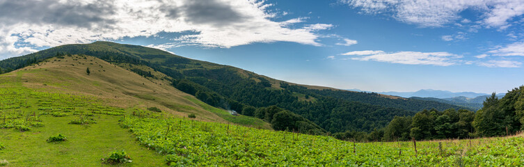 panoramic ukrainian countryside with green meadows and hills under blue sky. trees on the hill
