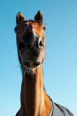 Horse head from below. Funny perspective horse portrait.