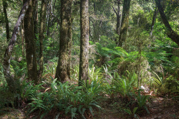 Temperate rain forest in New Zealand