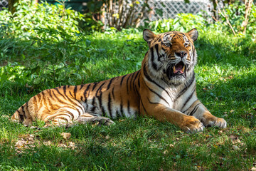 The Siberian tiger,Panthera tigris altaica in a park