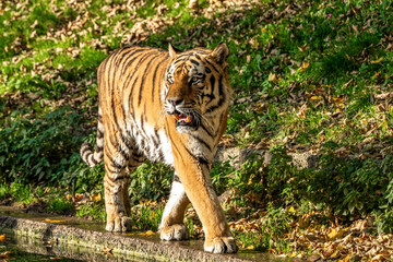 The Siberian tiger,Panthera tigris altaica in the zoo