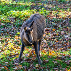 Domestic Goat, Capra aegagrus hircus in a park