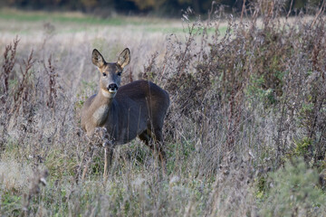 Female European Roe Deer (Capreolus capreolus) in a field of scrub