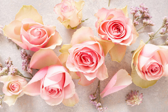 beautiful pink rose flowers background