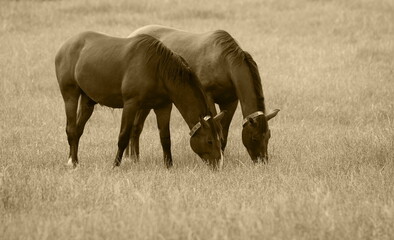 Naklejka premium stallions on the pasture,hengste auf der weide