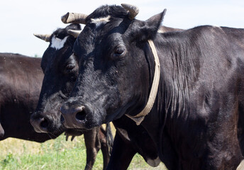 Two domestic black cows walk with group at farm