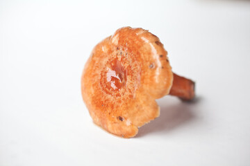 Hongos silvestres