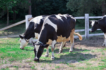 Group of black white cows walks breeding on farm field