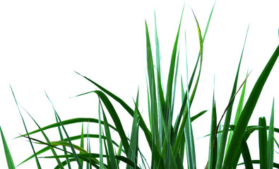 napier grass isolated on white background