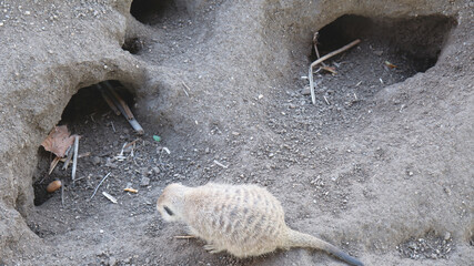 amazing cute meerkat in the zoo © Savas