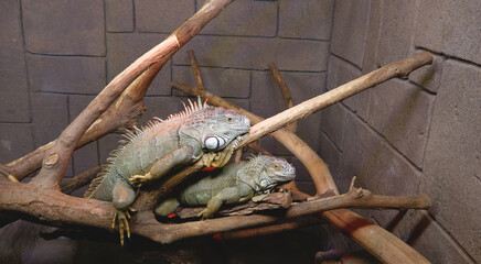 amazing cute animals in the zoo © Savas