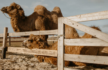camels under the blue sky