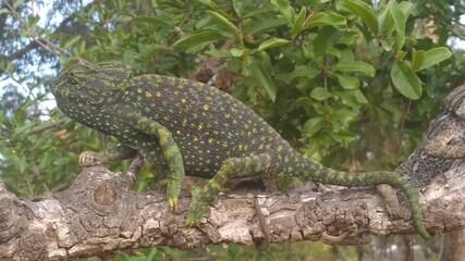 Chameleon on a branch under the sun