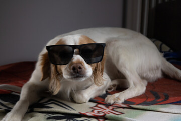 Cute kokoni dog with sunglasses