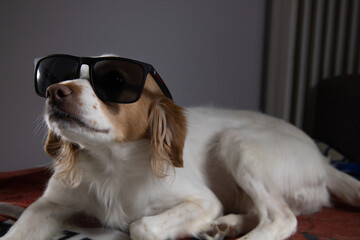 Cute kokoni dog with sunglasses