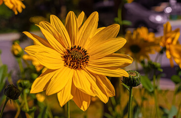 Yellow Mexican sunflower blooming in herb garden