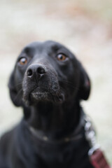 A black-colored dog looks very pitiful at the camera