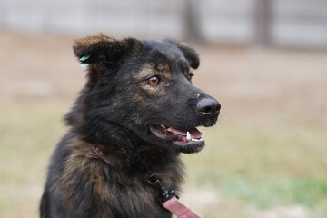 german shepherd puppy