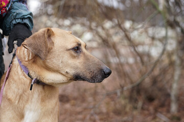 A large dog in a shelter on a leash looks to the side with a depressed mood