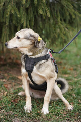 The little dog goes for a walk for the first time in the shelter and looks to the side