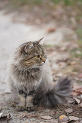 Tiger cat sits in the autumn foliage and looks away