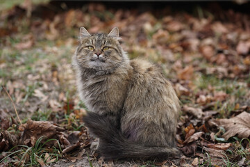 Naklejka na ściany i meble Tiger cat in autumn foliage at the shelter looking for a home, background cat