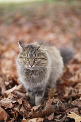 Naklejka na ściany i meble A brindle cat that lives in a shelter walks through the autumn foliage