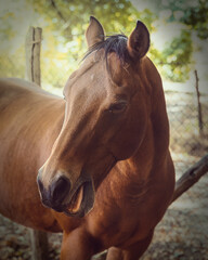 Beautiful Brown Horse Portrait