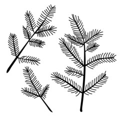 Set of hand drawn spruce branches, vector