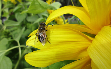 A curious cute fly that looks like a bee with paws in flower pollen and shiny wings on a yellow sunflower petal on a green garden background on a sunny summer day