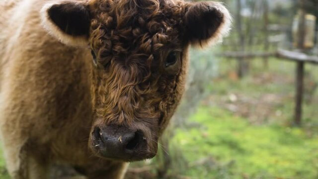 Slow motion close up shot of cute, fluffy, highland cow looking at moving camera