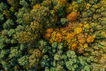 Naklejka premium Wald von Oben